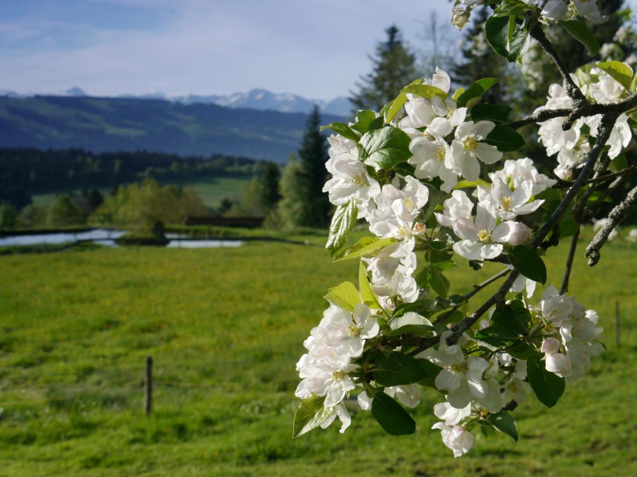 Hotel Alpenrose Gut Schlafen & Fruehstuecken Scheidegg Ngoại thất bức ảnh